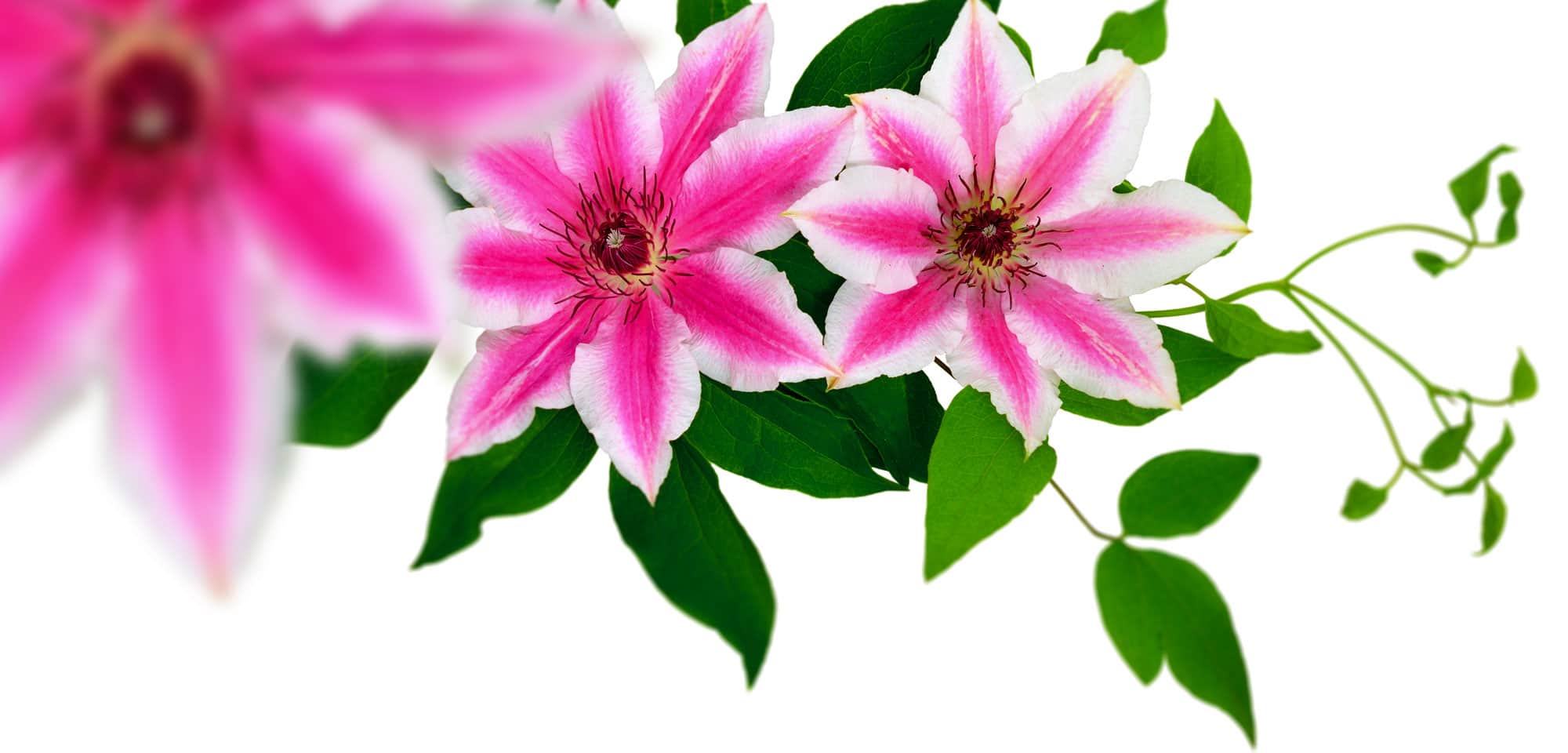 Pink clematis flowers
